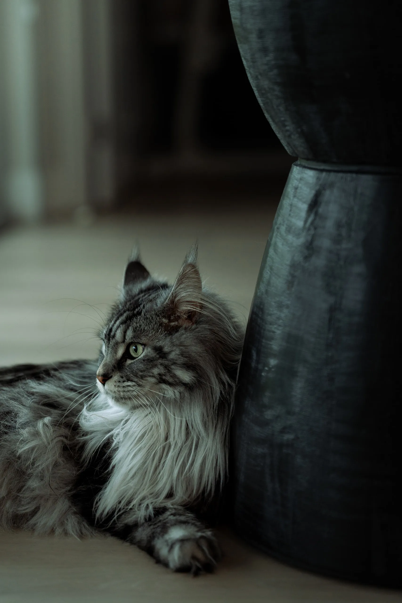 A long-haired grey cat sits alert beside a dark ceramic vase